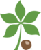 Buckeye Leaf